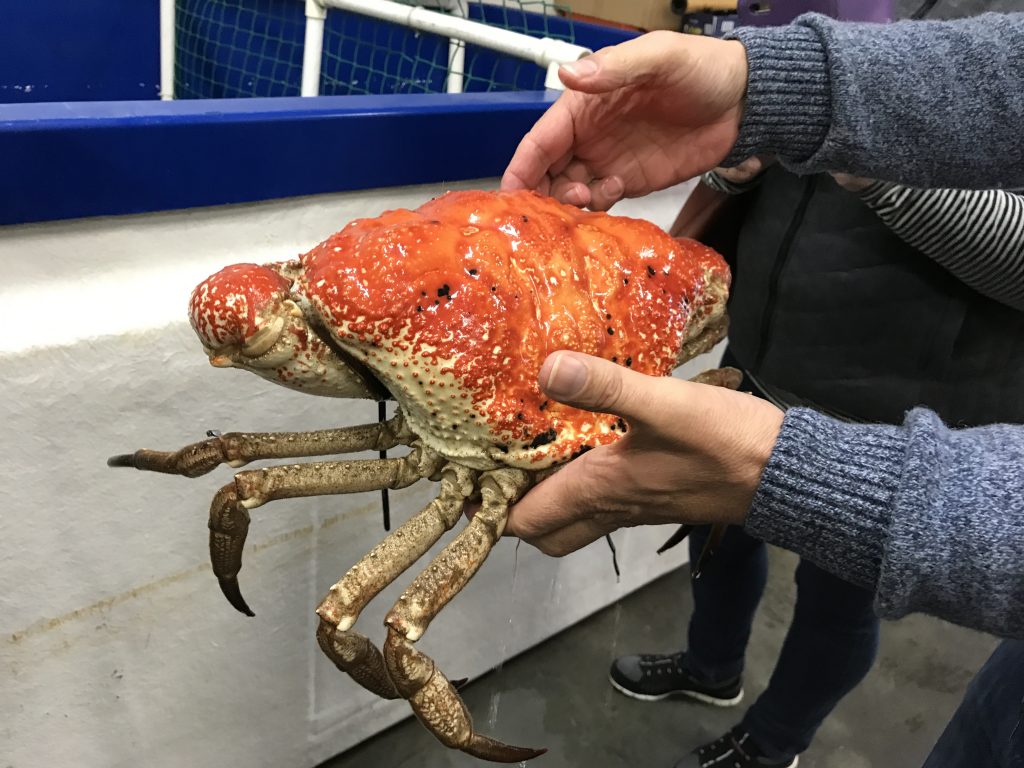 King or Giant Crabs are highly renowned for their taste and texture throughout Asia.