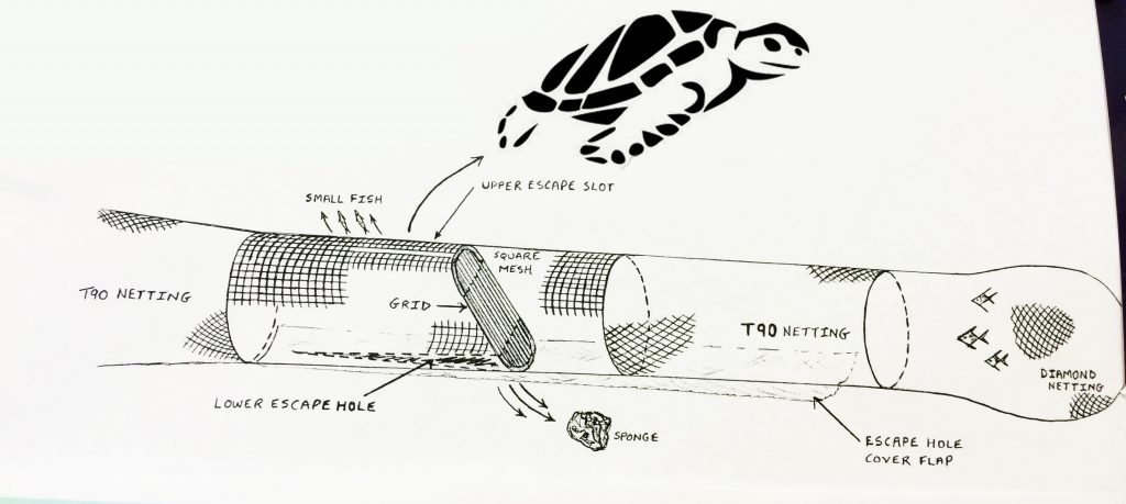 When larger animals, such as sea turtles are captured in the trawl, they strike the grid bars and are ejected through the opening.