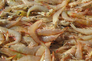 prawns