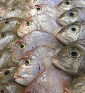 Fresh fish
