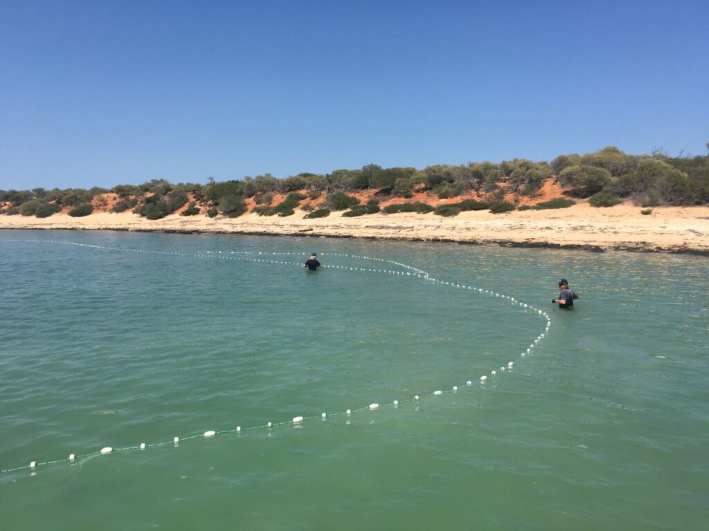 Shark Bay beach seine
