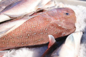 WA Snapper