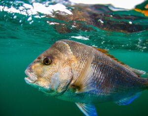 pink snapper cropped