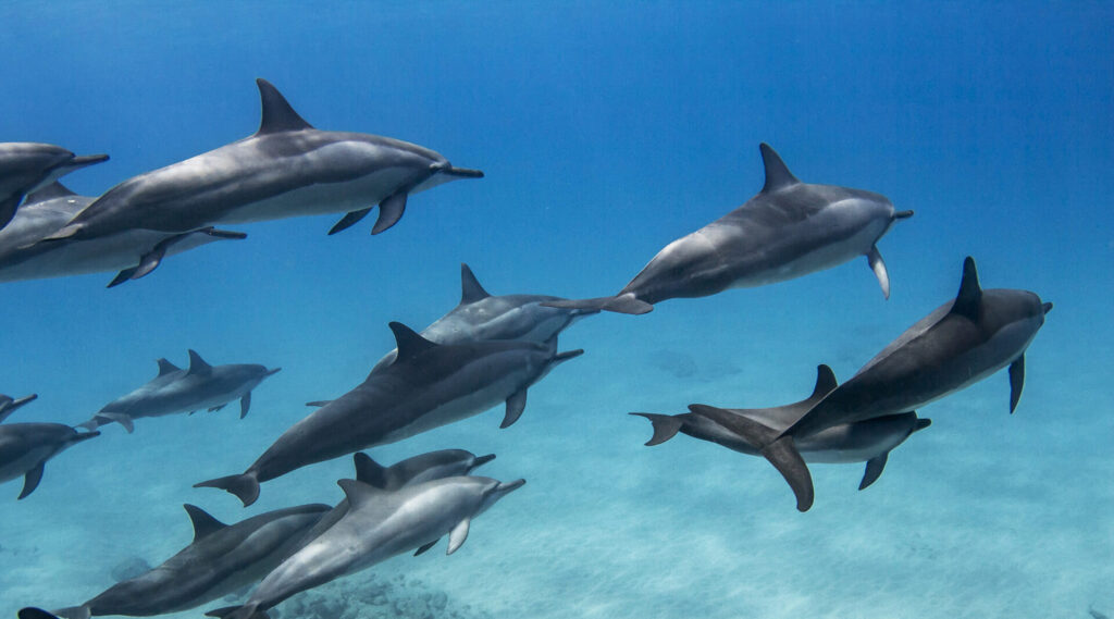 dolphins-underwater-in-blue-ocean-with-light-2026-01-08-02-18-09-utc