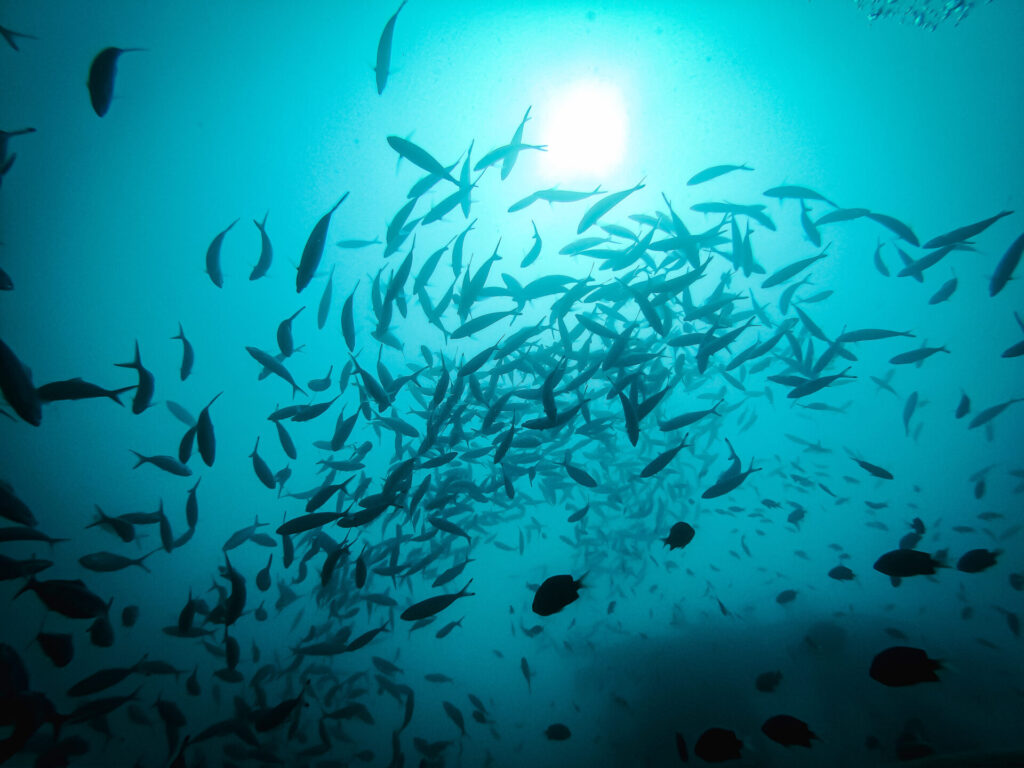 fish-silhouettes-2026-01-05-04-48-19-utc