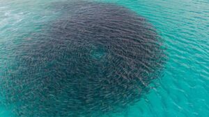A large school of salmon of a beach in Bremer Bay