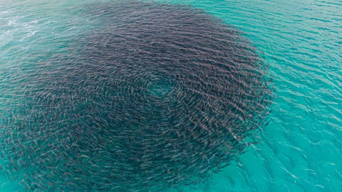 A large school of salmon of a beach in Bremer Bay