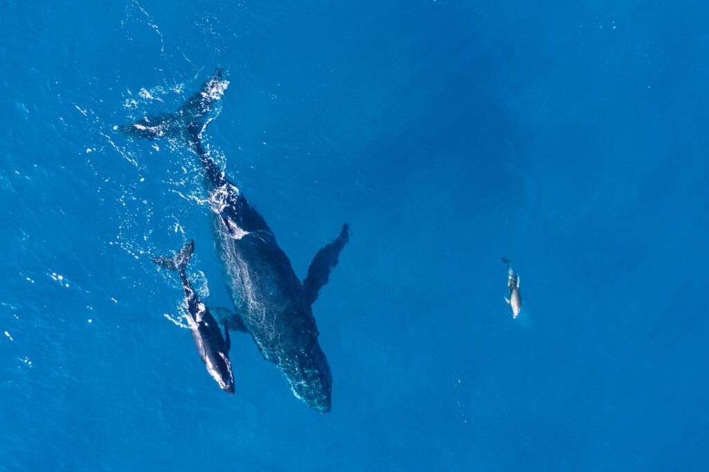 Humpback whales photographed from above with aerial drone off the coast of Kapalua, Hawaii