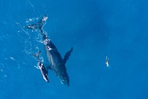 Humpback whales photographed from above with aerial drone off the coast of Kapalua, Hawaii